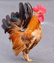 Gallos y gallinas chilenos Pequeños